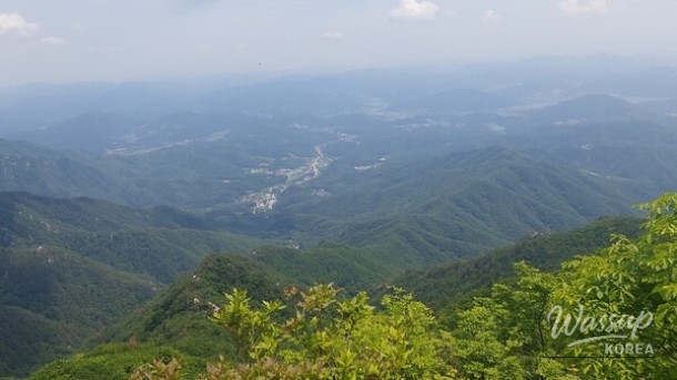Spring Herb Festivals in Korea: A Delight for Nature Lovers_02