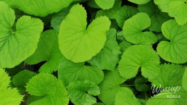 Spring Herb Festivals in Korea: A Delight for Nature Lovers_03