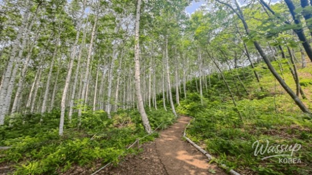 Discovering the Hidden Gems of Korea in April_04