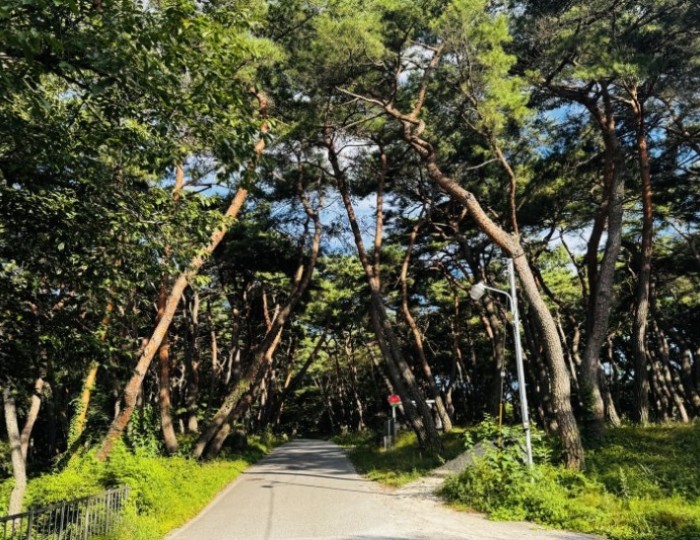 Discovering the Hidden Healing Spot: Dongho Forest in Geochang float