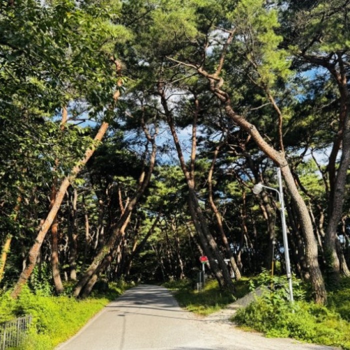 Discovering the Hidden Healing Spot: Dongho Forest in Geochang4712