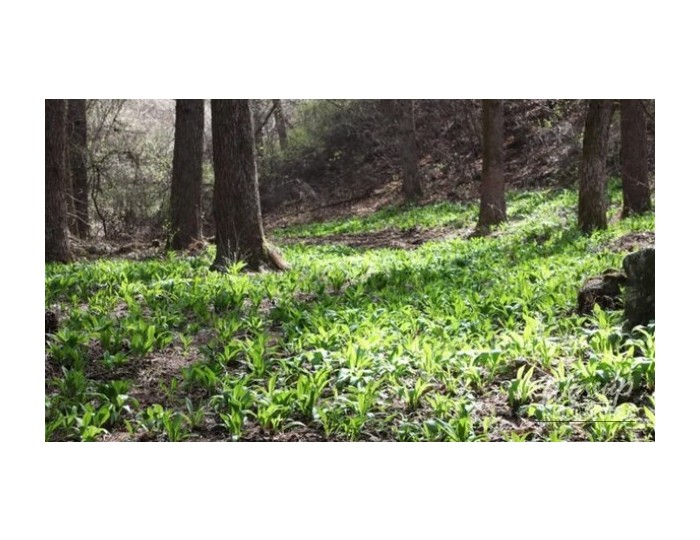 Spring Herb Festivals in Korea: A Delight for Nature Lovers float