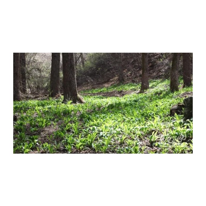 Spring Herb Festivals in Korea: A Delight for Nature Lovers4711