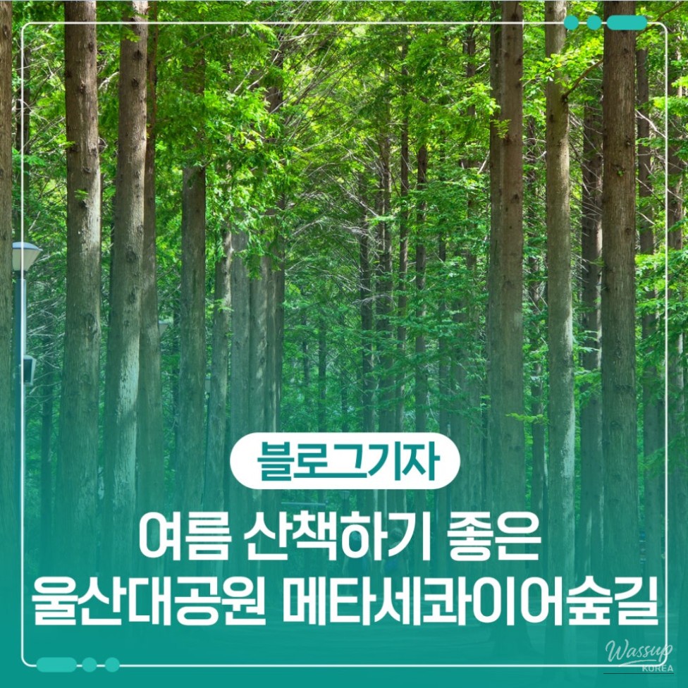 Exploring the Metasequoia Forest Trail in Ulsan Grand Park_01