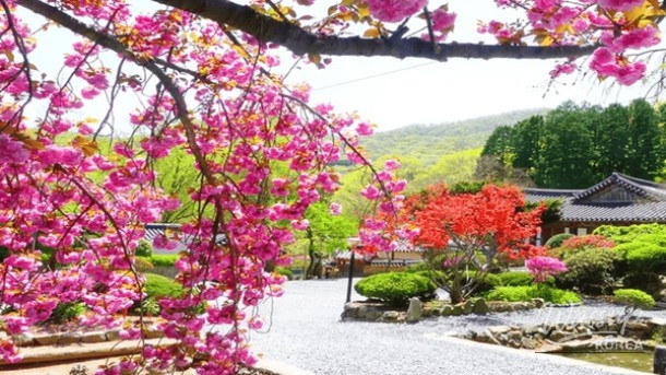 Discovering the Beauty of Suncheon in April: Top 4 Must-Visit Places_03