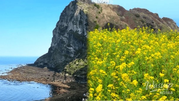 Top 4 Must-Visit Places in Jeju in April_01