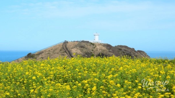 Top 4 Must-Visit Places in Jeju in April_02