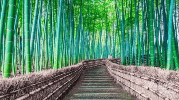 Top 4 Must-Visit Places in Kyoto, Japan in April_02