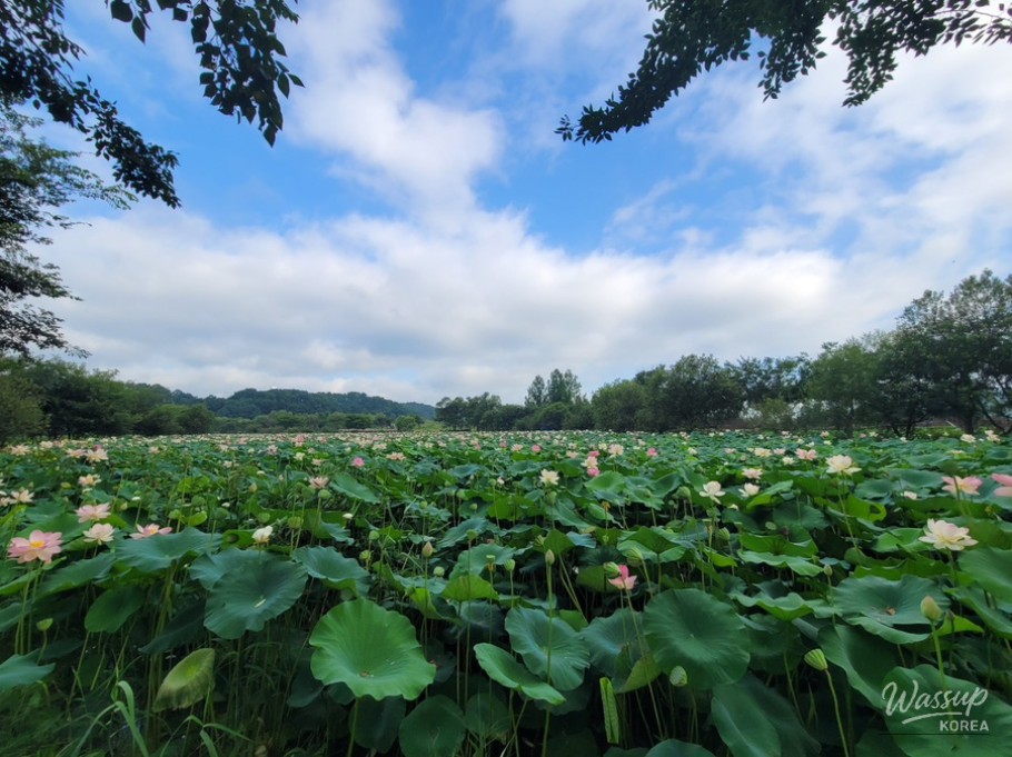 The Perfect Time to Visit Gochang Changpo Garden_09
