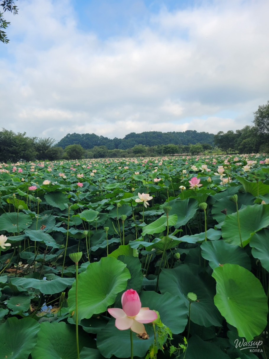 The Perfect Time to Visit Gochang Changpo Garden_10