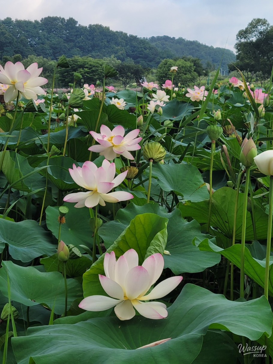 The Perfect Time to Visit Gochang Changpo Garden_08