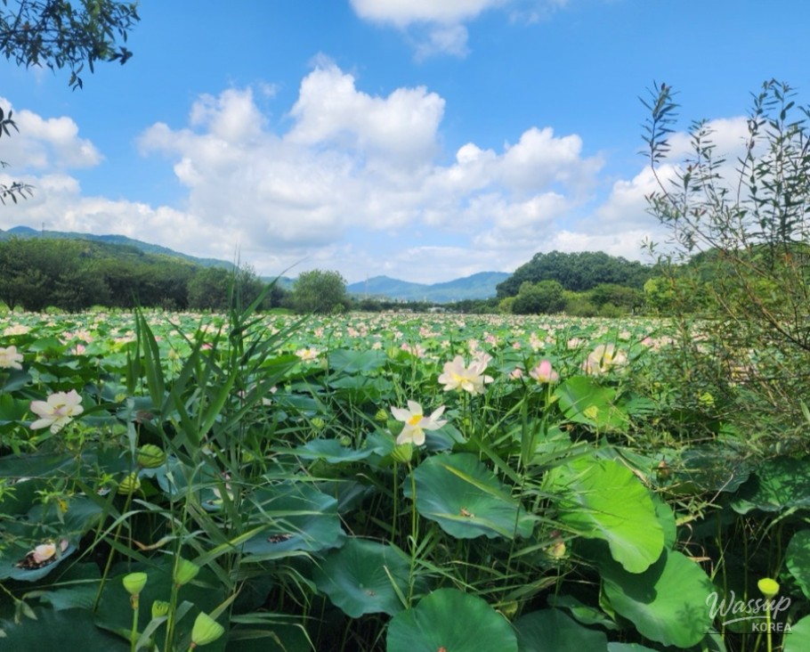 The Perfect Time to Visit Gochang Changpo Garden_11