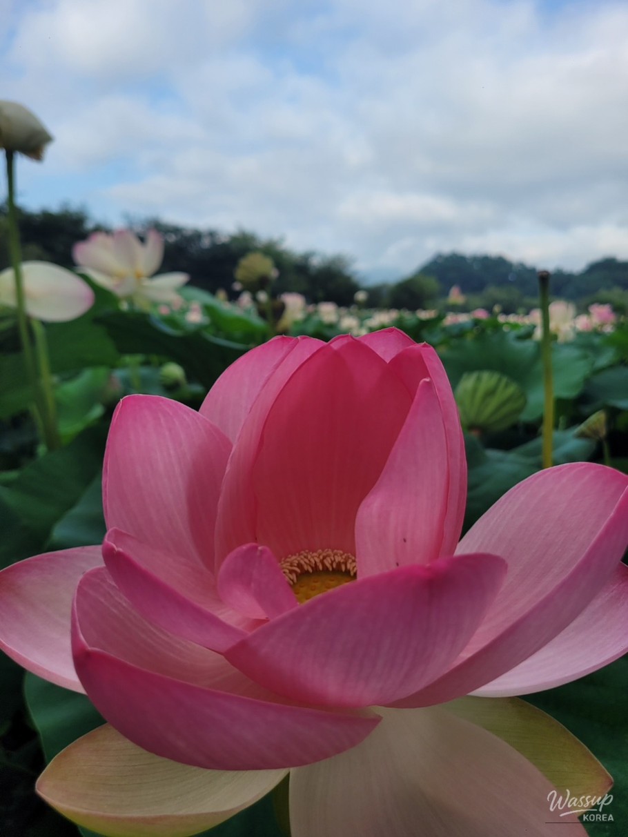 The Perfect Time to Visit Gochang Changpo Garden_03