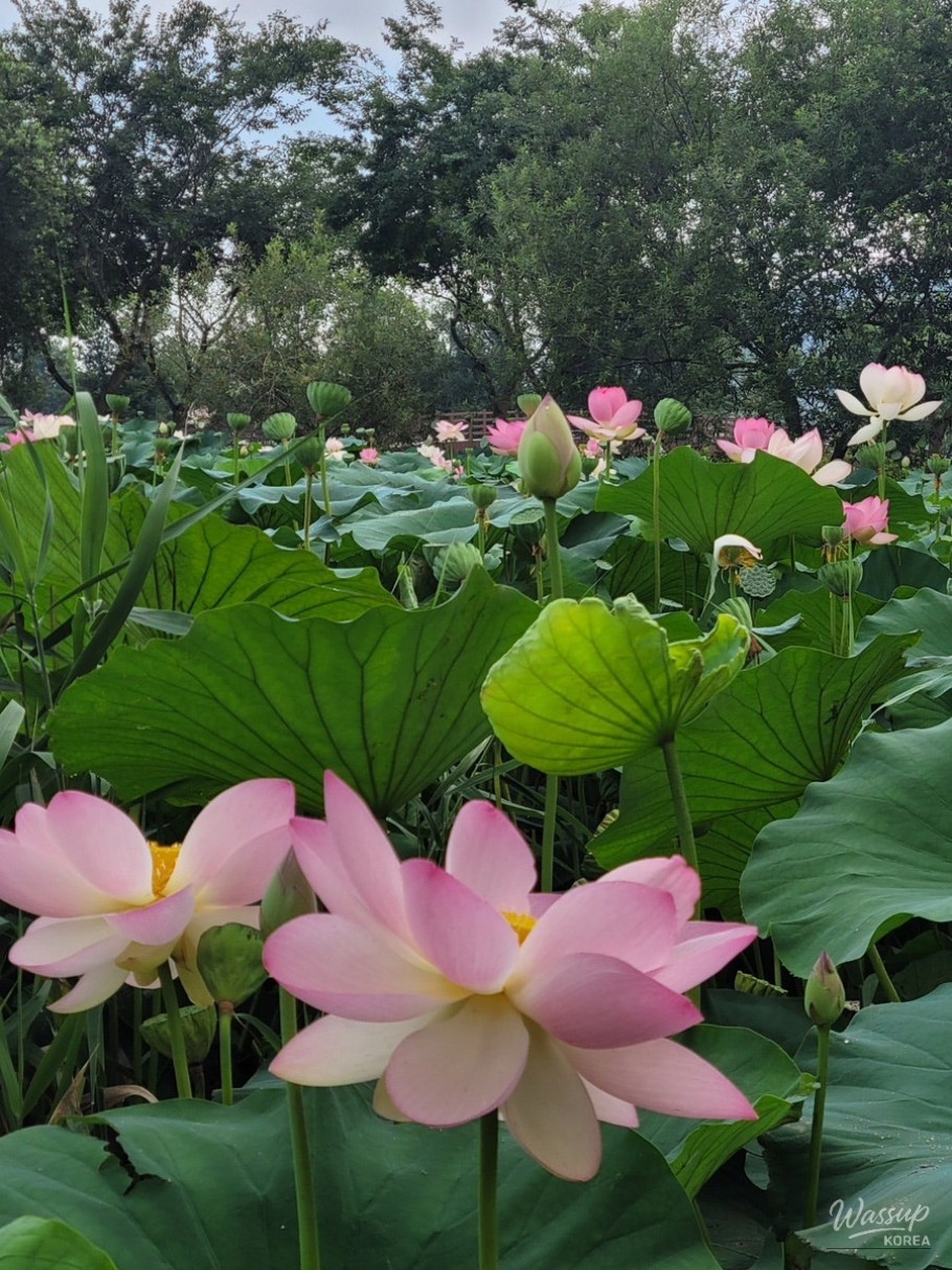 The Perfect Time to Visit Gochang Changpo Garden_07