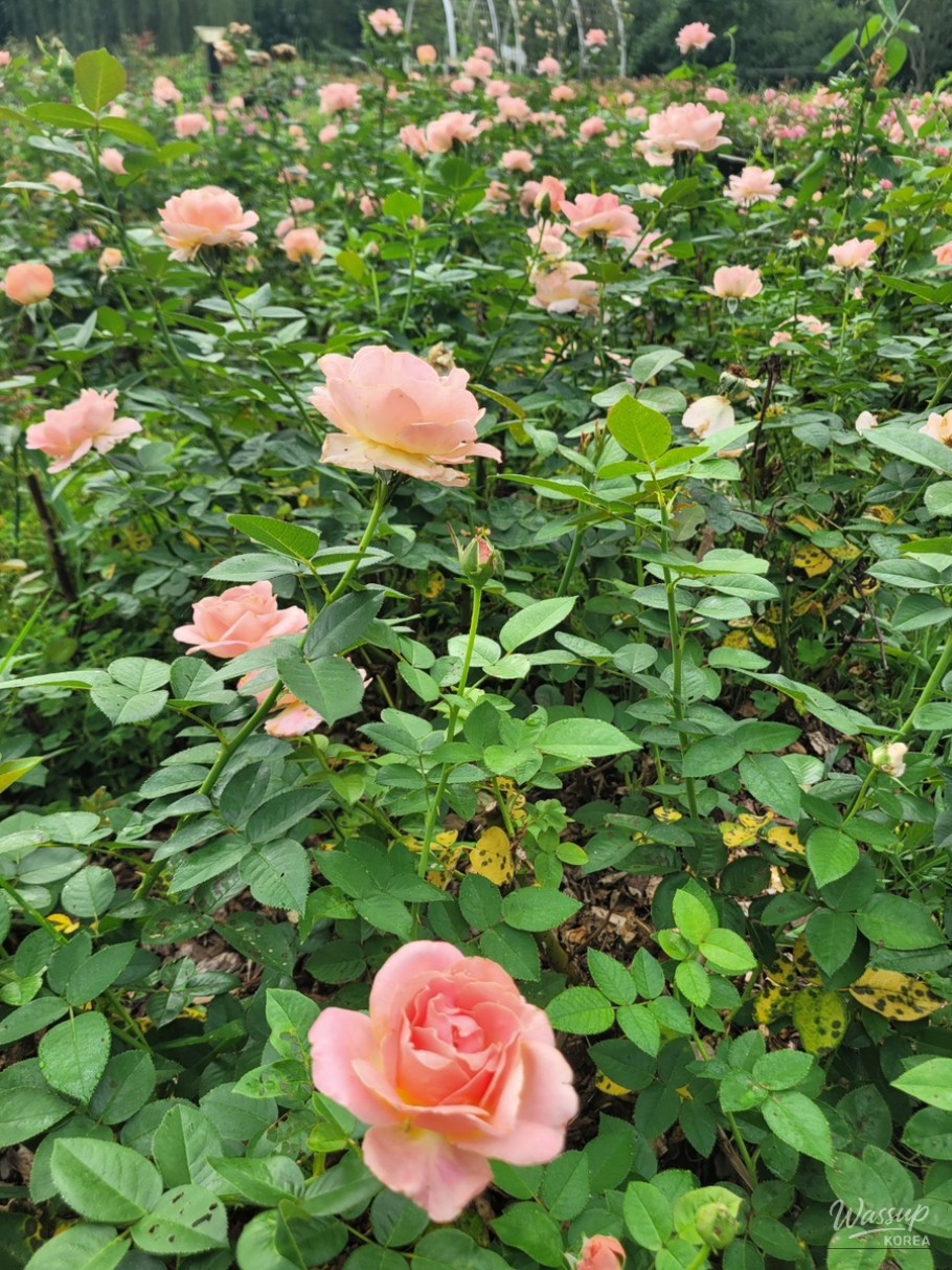 The Perfect Time to Visit Gochang Changpo Garden_14