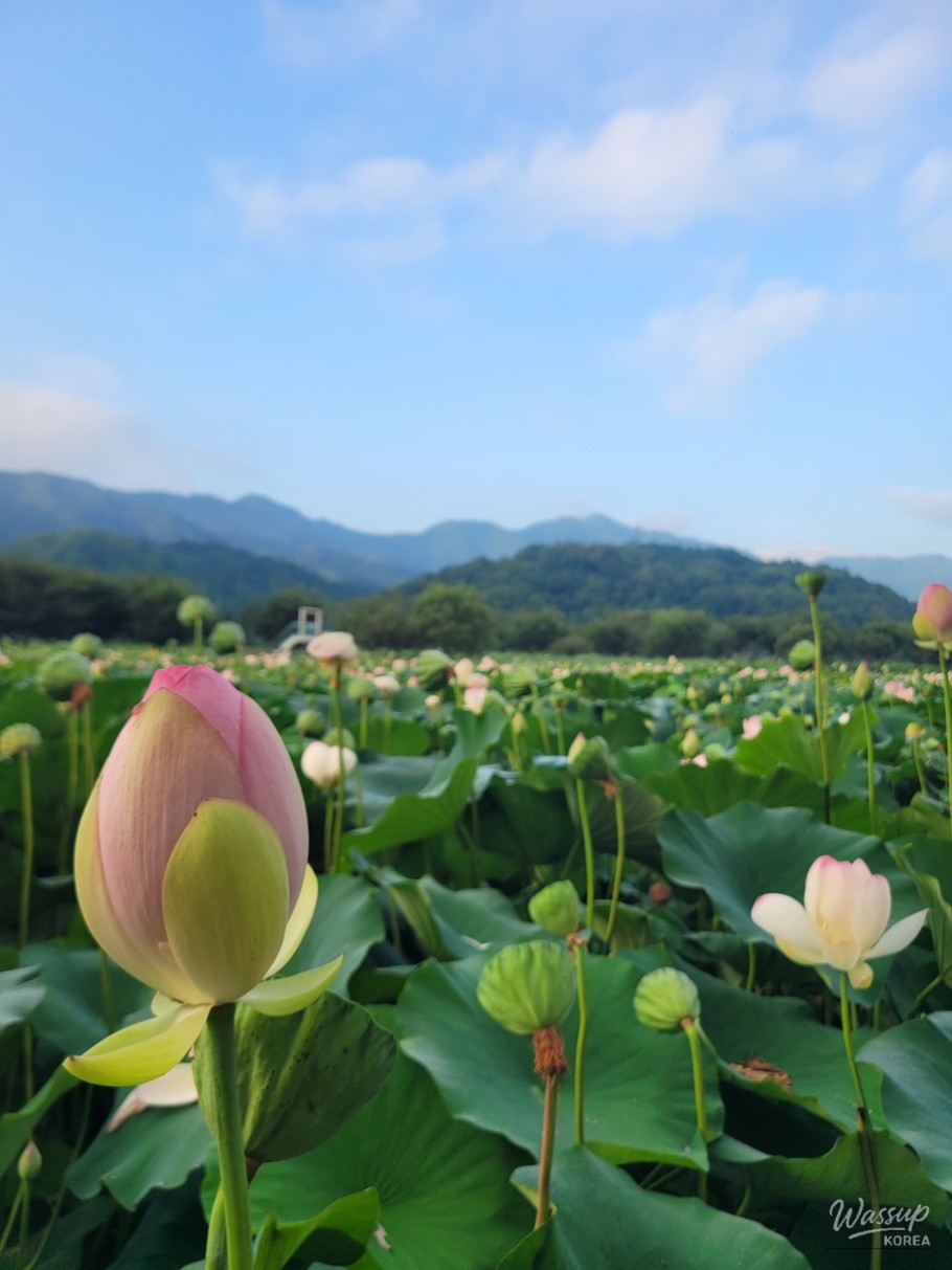 The Perfect Time to Visit Gochang Changpo Garden_04