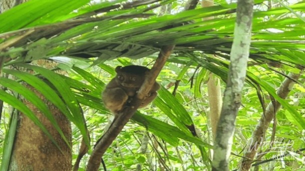 Discover the Best of Bohol: Top 4 Must-Visit Places_04
