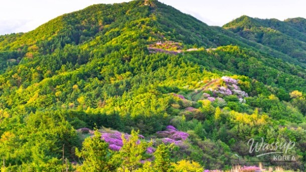 Exploring Korea's Scenic Trails in April_04