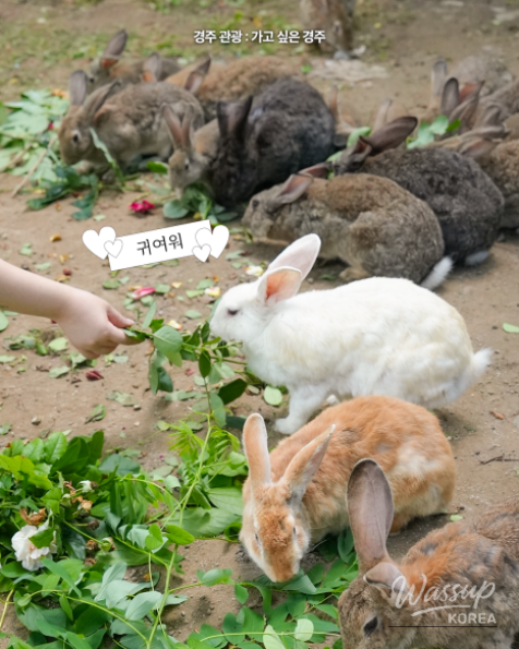 Discover the Joy of Nature at Gyeongju Healing Park_07
