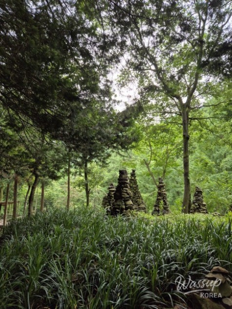 Discovering the Cypress Forest: A Perfect Getaway in Wanju_02