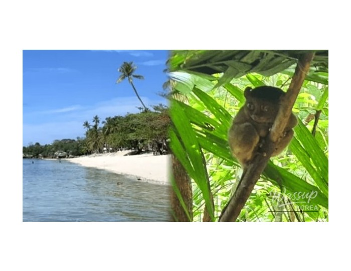 Discover the Best of Bohol: Top 4 Must-Visit Places float