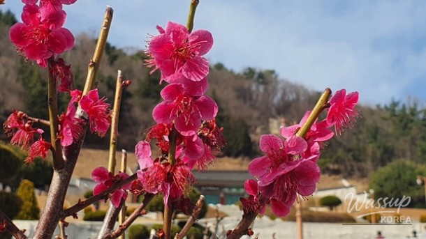 Spring Adventures in Changwon: A Guide to the Cherry Blossom Season_05