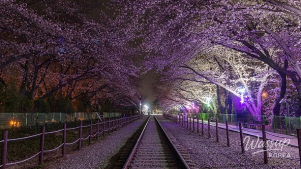 Spring Adventures in Changwon: A Guide to the Cherry Blossom Season_02