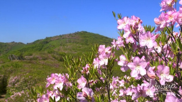 Spring Travel Destinations for Families in April_05