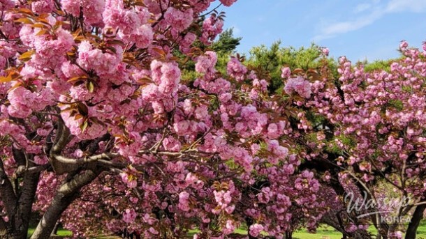 Spring Travel Destinations for Families in April_02