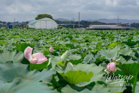 The Season of Lotus Flowers in Jinchun_10