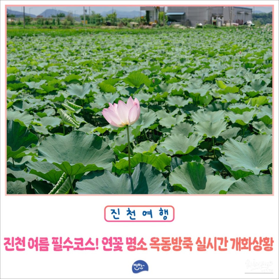 The Season of Lotus Flowers in Jinchun_01