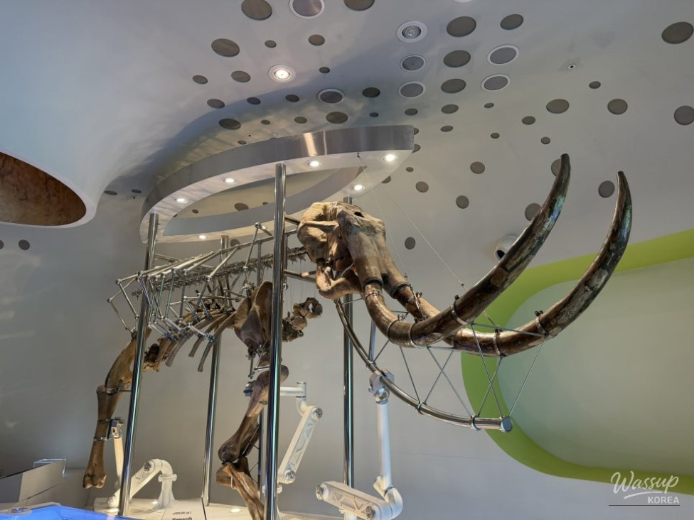 Exploring the Jeonggok Prehistoric Museum: A Journey Through Time_08