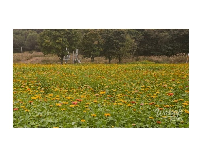 Spring Adventures in Changwon: A Guide to the Cherry Blossom Season float