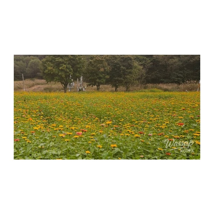 Spring Adventures in Changwon: A Guide to the Cherry Blossom Season4757