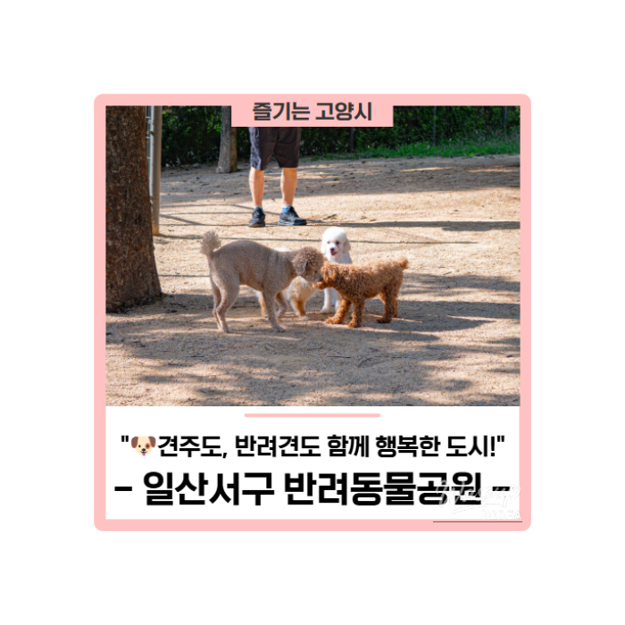 A Visit to Ilsanseo-gu Pet Park: A Happy Place for Pets and Their Owners_01