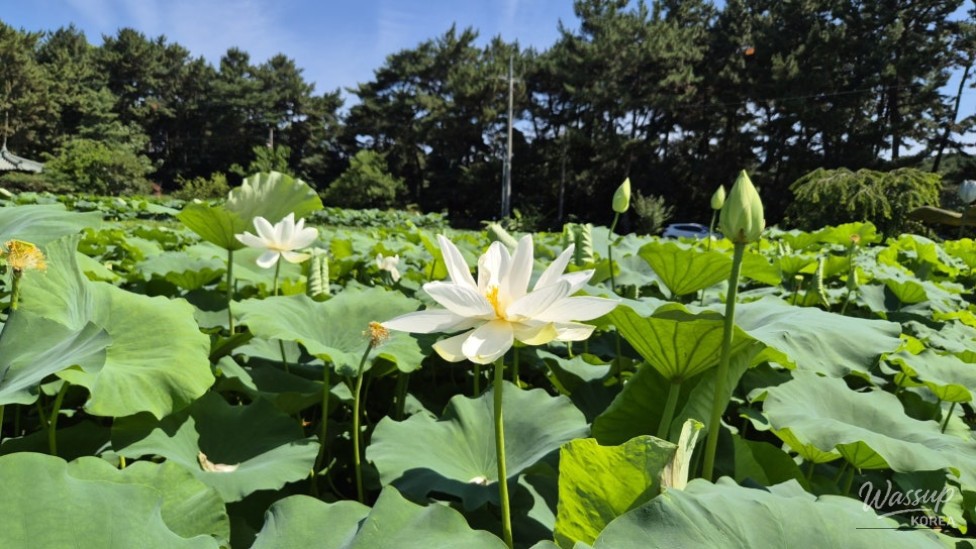 Summer Blooms at the 25th Haso White Lotus Festival_02