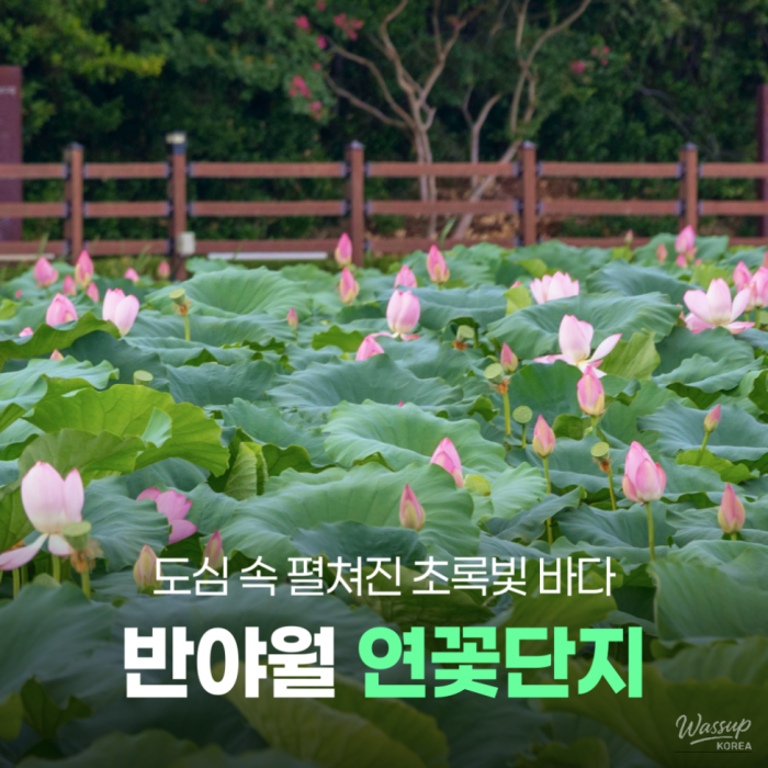 Discover the Hidden Gem of Daegu: Banyawol Lotus Park and Geumgang Station Rail Cafe2317