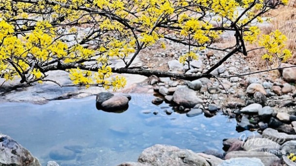 Spring Flower Destinations in Korea for 2026_05