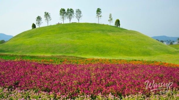 Spring Flower Destinations in Korea for 2026_02