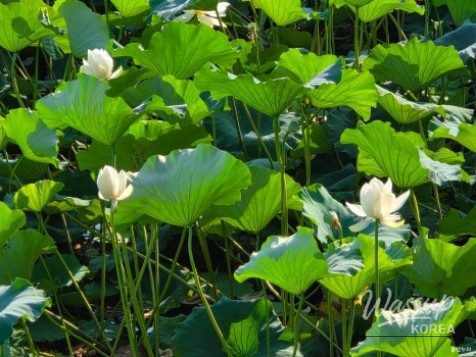 A Summer Stroll at Taehwa Lake in Ulsan_05