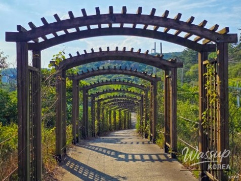 A Summer Stroll at Taehwa Lake in Ulsan_11