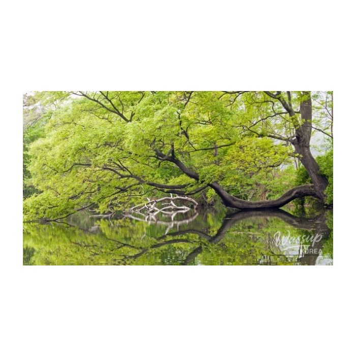 Exploring the Enchanting Beauty of Miryang in April4798