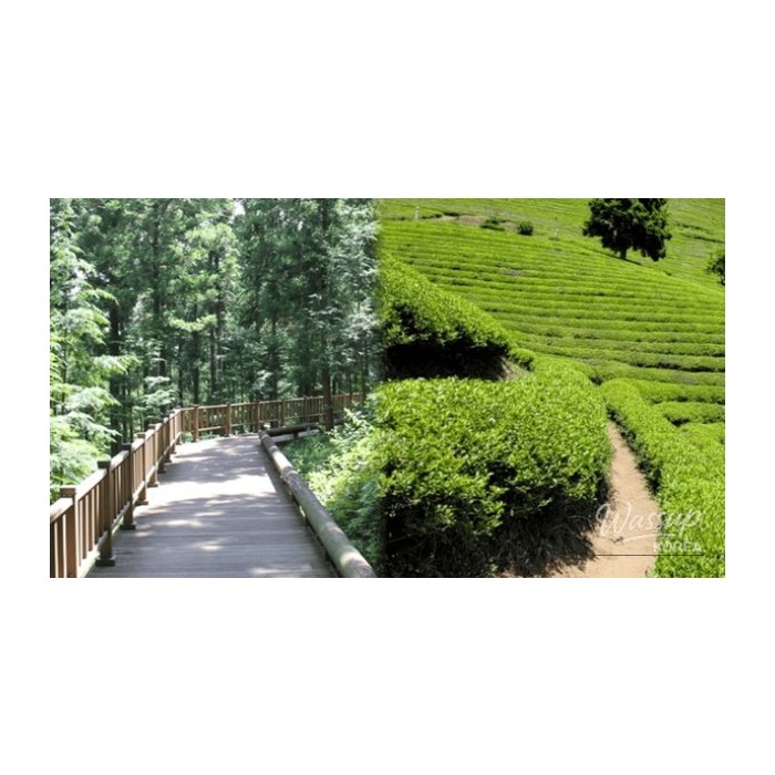 Exploring the Hidden Charms of Boseong in Spring4792