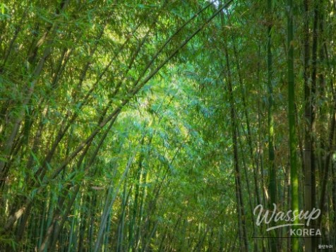Exploring the Serene Taehwa River National Garden in Ulsan_07