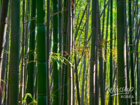 Exploring the Serene Taehwa River National Garden in Ulsan_06