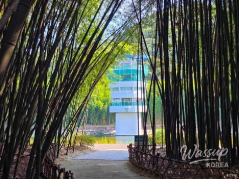 Exploring the Serene Taehwa River National Garden in Ulsan_11