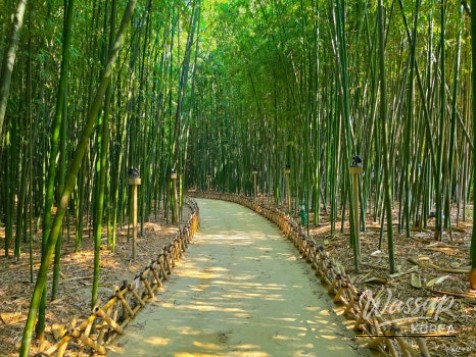 Exploring the Serene Taehwa River National Garden in Ulsan_16