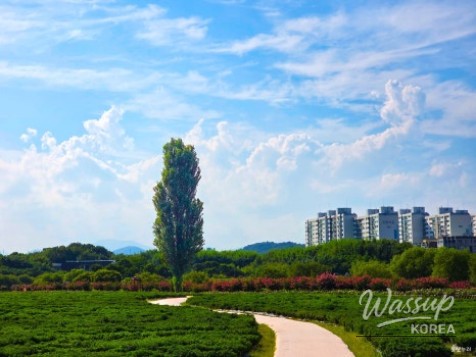 Exploring the Serene Taehwa River National Garden in Ulsan_14