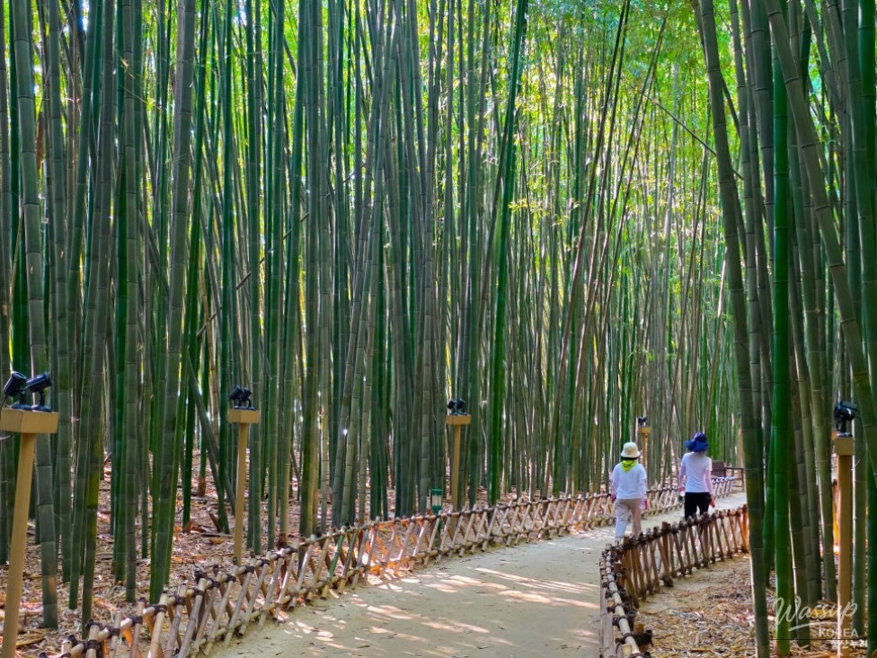 Exploring the Serene Taehwa River National Garden in Ulsan_08