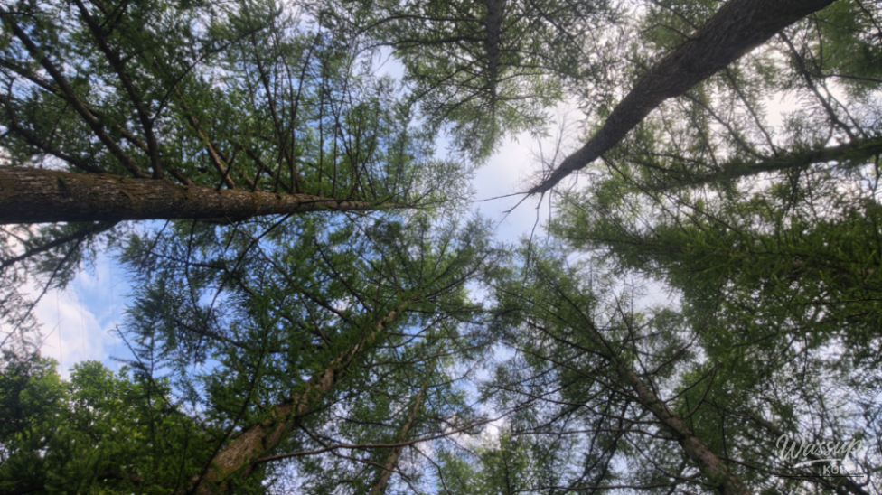 A Unique Forest Adventure in Wanju: Riding in a Hydrogen Car_12